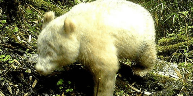 Panda Albinos