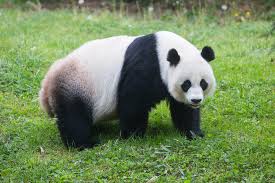 panda black and white
