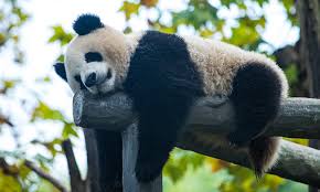 Panda Bomboo