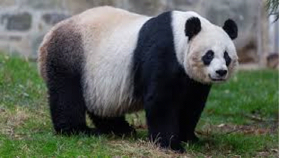 Big Panda