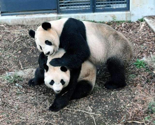 Cute Panda