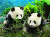panda diamond painting kit<br>Panda Painting