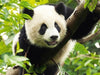 panda diamond painting kit<br>Panda Painting