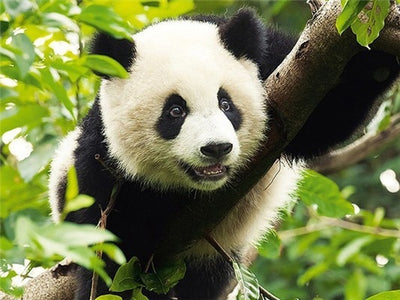 panda diamond painting kit<br>Panda Painting