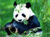 panda diamond painting kit<br>Panda Painting