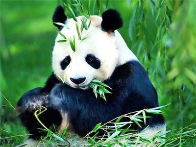 panda diamond painting kit<br>Panda Painting